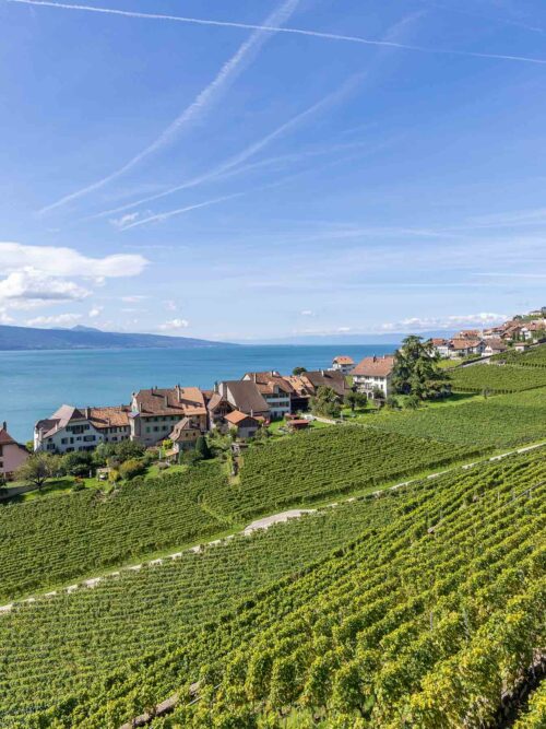 A scenic vineyard with neatly aligned rows of grapevines, overlooking a charming lakeside village with mountain views in the background under a clear blue sky.