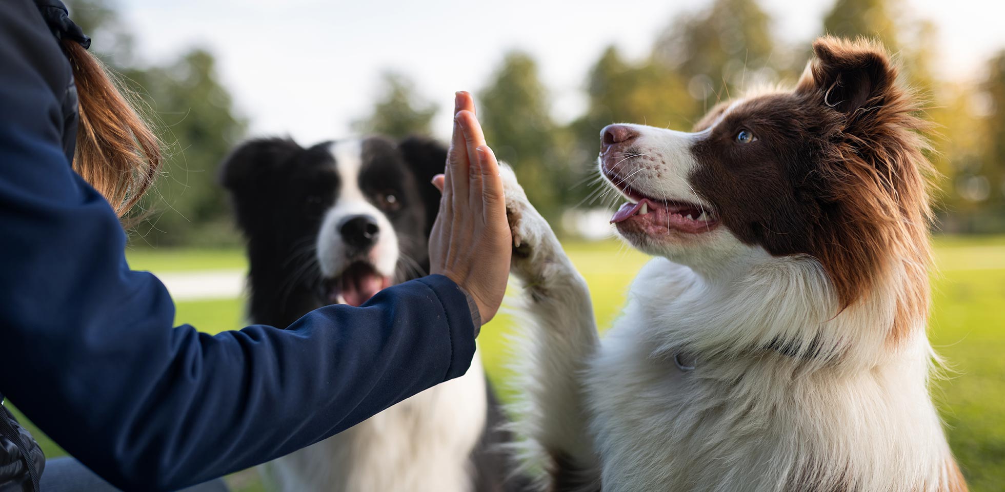 le propriétaire dresse son bor collie dans le parc. le mâle noir plus âgé et la jeune femelle rousse s'amusent joyeusement et écoutent attentivement les ordres de leur propriétaire. tape m'en cinq.