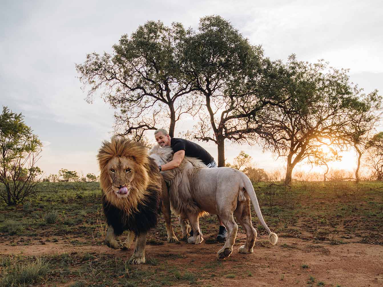 Dean Schneider mit Löwen