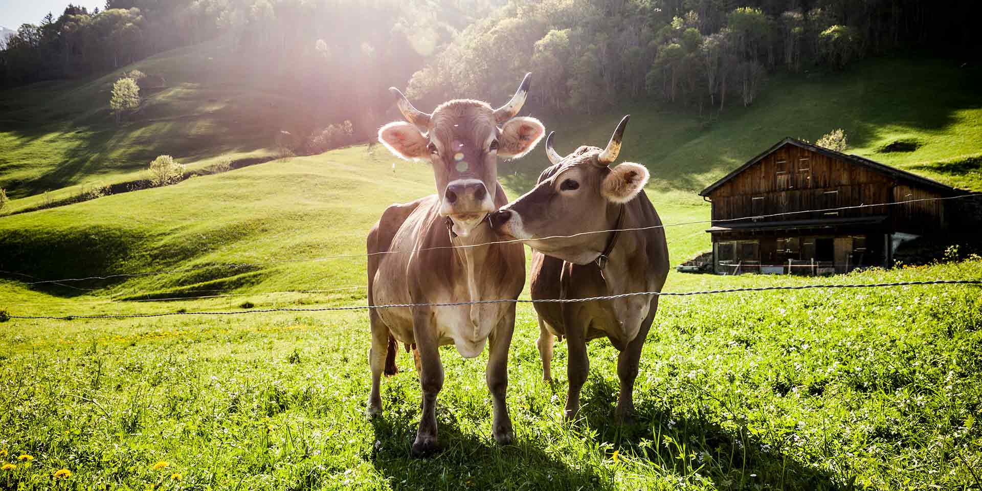 alimentation et bien-être animal : un équilibre essentiel