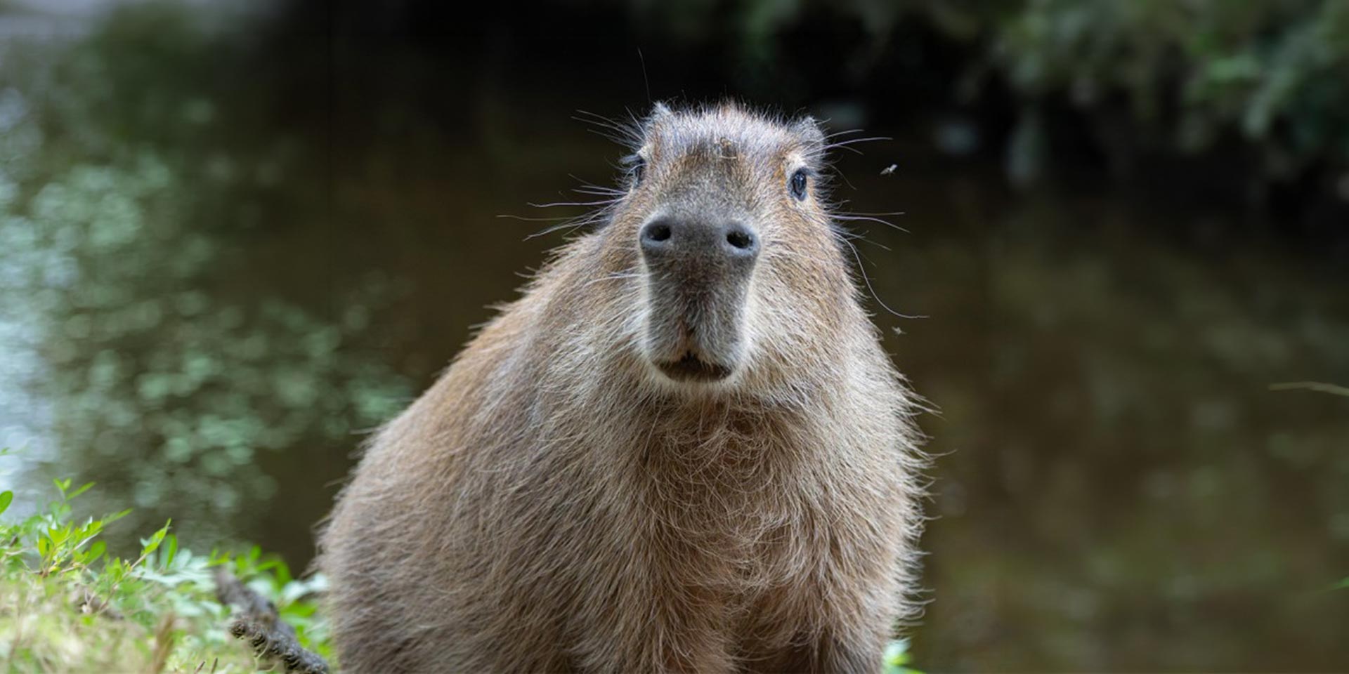 les terres de nataé dévoilent une saison estivale exceptionnelle entre arrivées animalières majeures et événements inédits